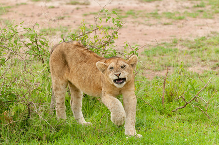 一个狮子幼崽的特写 科学名称 虎狮子座, 或 辛巴 在 Swaheli 的图像拍摄的野生动物园位于塞伦盖蒂国家公园, 