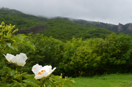 花露素材图片 花露图片素材下载 摄图新视界