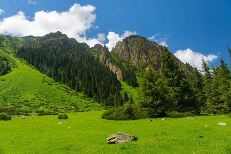 山中美丽杉树