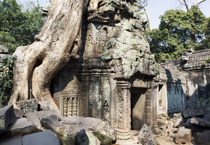 丛林树覆盖了昂塔普罗姆神庙的石头