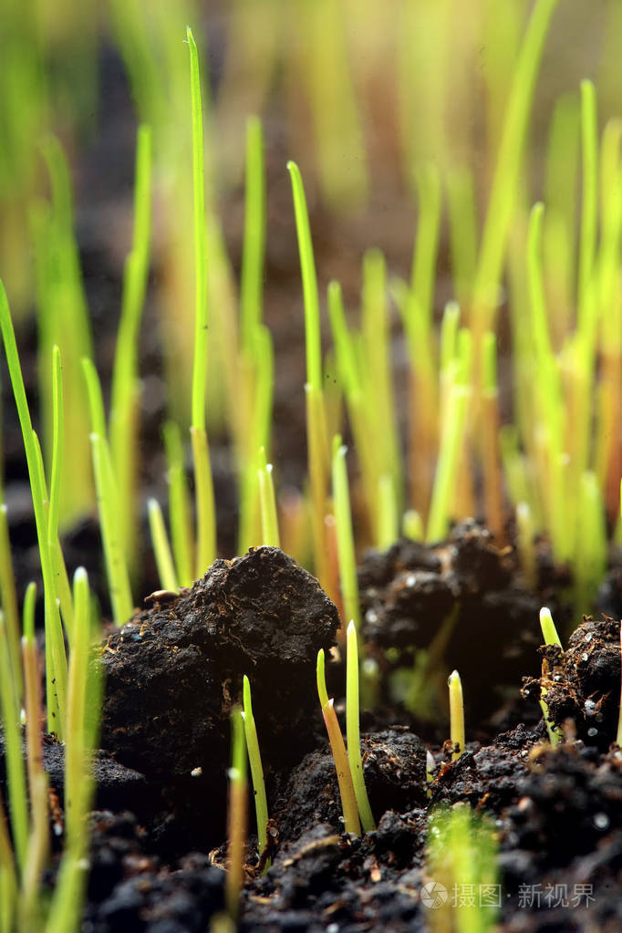 在农场的土地上的小草的宏观春天的概念新的生活清新背景