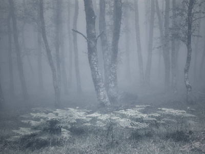 有雾的树林与 fernes