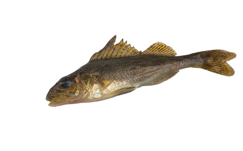 啵啵鱼图片-啵啵鱼素材-啵啵鱼插画-摄图新视界