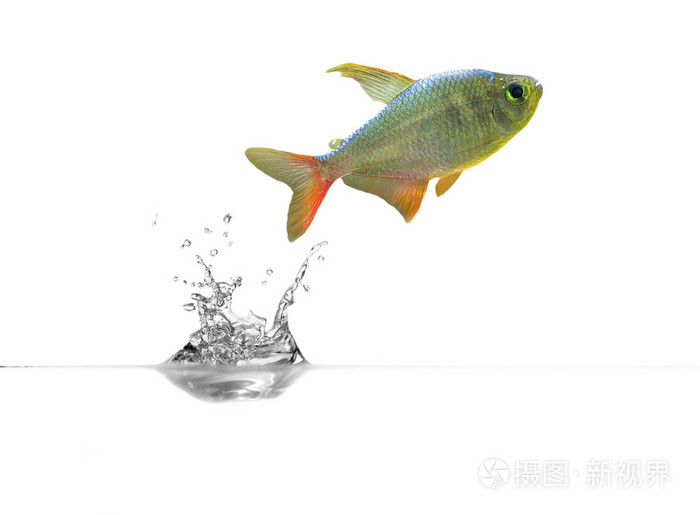 透明水中的小鱼