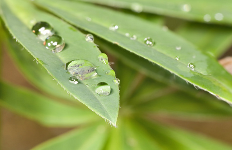 绿色植物的小滴