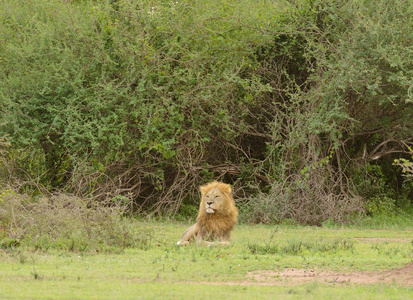 马累狮子休息 科学名字 虎狮子座, 或 辛巴 在 Swaheli 在野生动物园拍摄的照片位于塞伦盖蒂国家公园, 坦桑尼