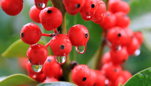 树枝冬青红色浆果和水滴