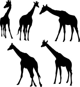 五个长颈鹿剪影