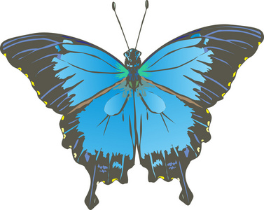 蓝色和黑色蝴蝶图