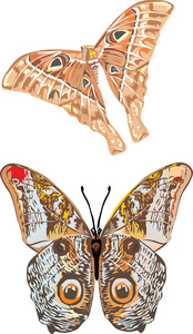 两个热带蝴蝶图