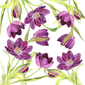 水彩的紫色郁金香