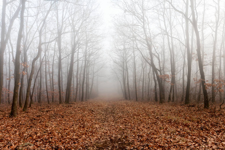在雾中的神秘森林