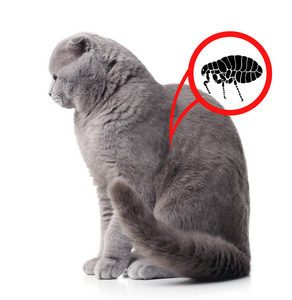 猫被跳蚤寄生照片