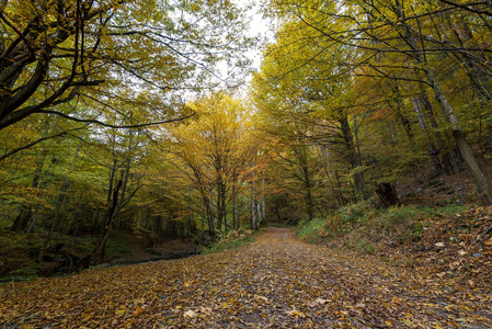 走的路在森林在秋天在保加利亚