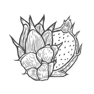 水彩火龙果图片