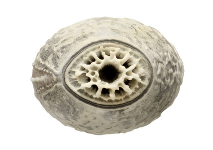 从 cambodgia 的棍子昆虫的蛋, 在白色被隔绝照片