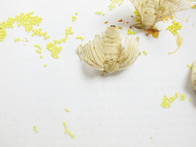 鸡蛋线程两只蚕蛾产卵照片