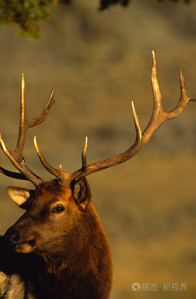 公牛麋鹿肖像照片-正版商用图片02zu2a-摄图新视界