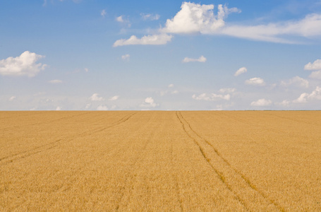 熟小麦畑成熟的小麦字段
