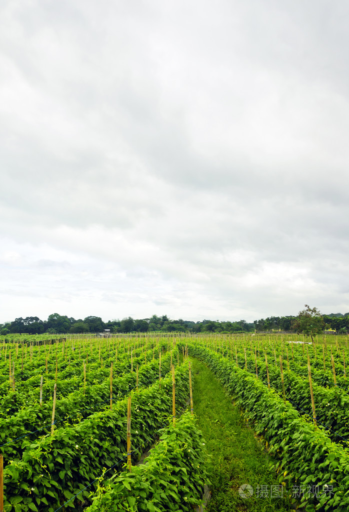 蔬菜农场照片-正版商用图片02zv43-摄图新视界