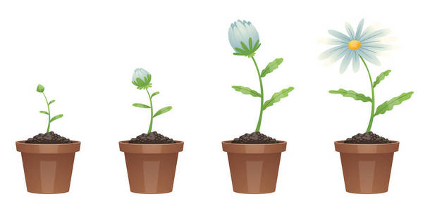 生长阶段美丽的白花(雏菊)照片