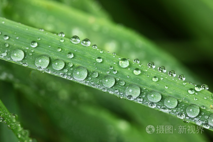 草露照片 正版商用图片02zz2y 摄图新视界