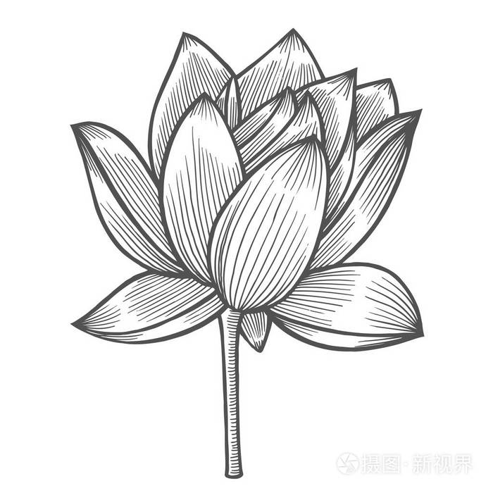 睡莲花卉插图