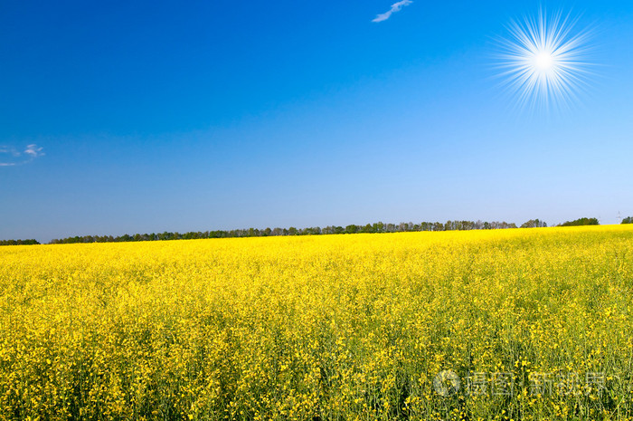精彩金黄的油菜田和乐趣太阳