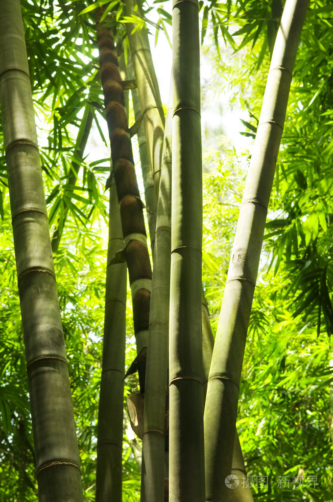 竹树