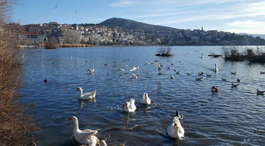 希腊著名 Orestiada 湖卡斯托利亚镇前的白鹅