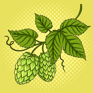 啤酒花的分支图片