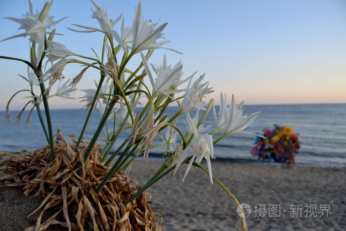 海的百合花