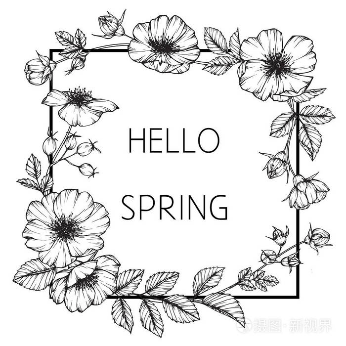 野玫瑰花框画.黑白线条画素描