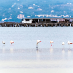 美丽的火烈鸟集团在水中的三角洲 del 埃布罗河, 加泰罗尼亚, 西班牙。文本的复制空间