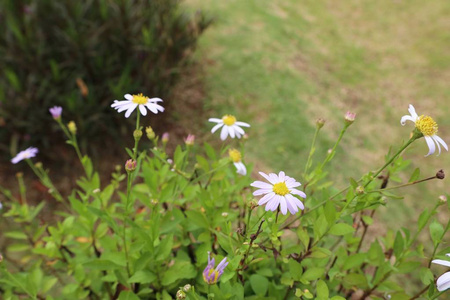 雏菊自然花卉领域