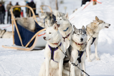 爱斯基摩雪橇犬