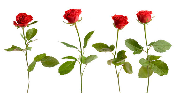 四个独立的玫瑰