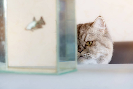 一只猫正看着饥饿的鱼