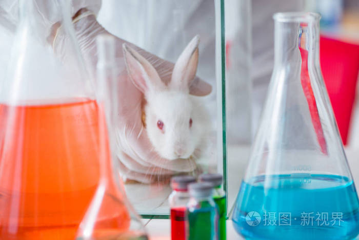 在科学实验中只白色的兔子