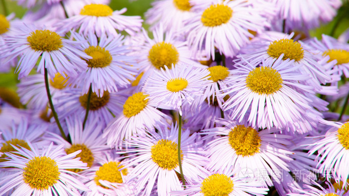 4183*2353px无水印下载免费10次/天下载小样发票合同问题/举报洋甘菊