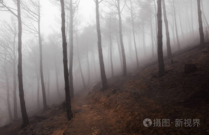 大加那利岛森林火灾后