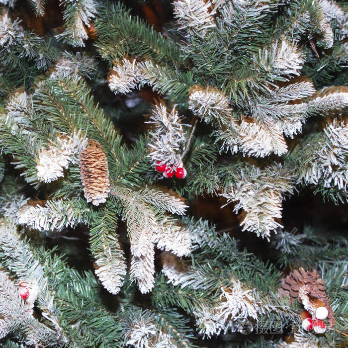 把一堆引申冷杉的树枝上