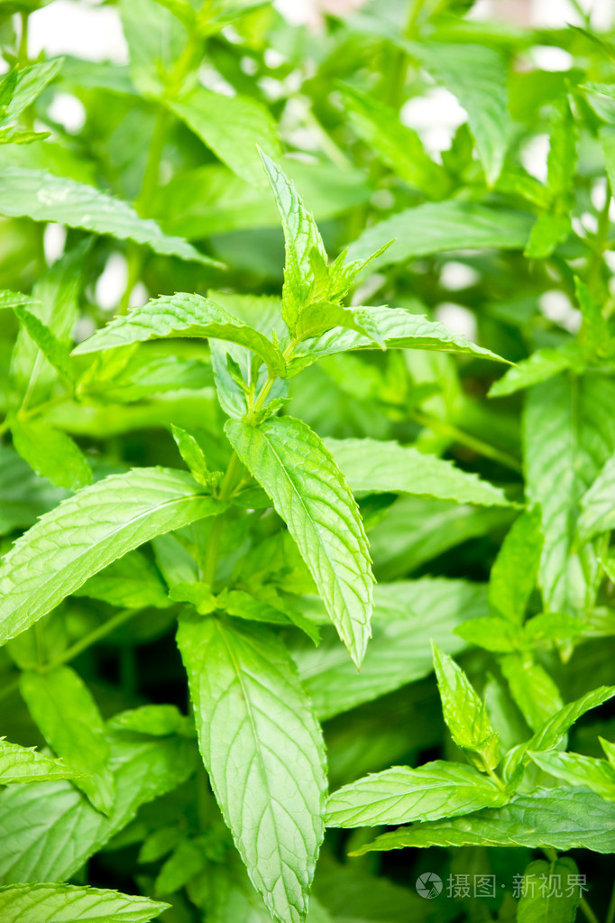 新鲜的薄荷药草的照片