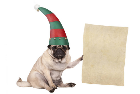 圣诞哈巴狗小狗坐下来, 戴着精灵帽, 拿着纸卷轴