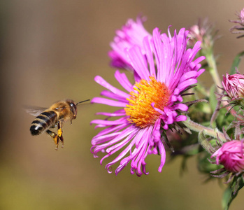 美丽多彩的蜜蜂在自然环境中的环境看