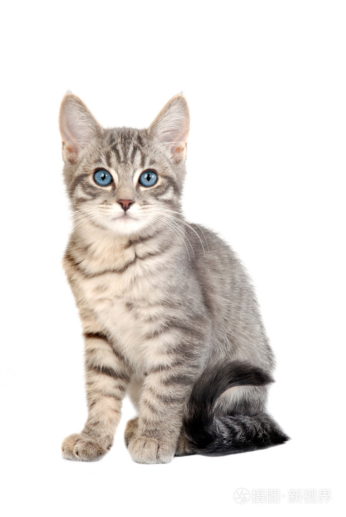 可爱的蓝眼睛的斑猫咪