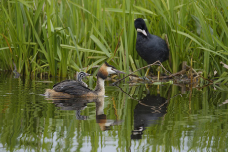 鷉 podiceps cristatus 鸭和婴儿