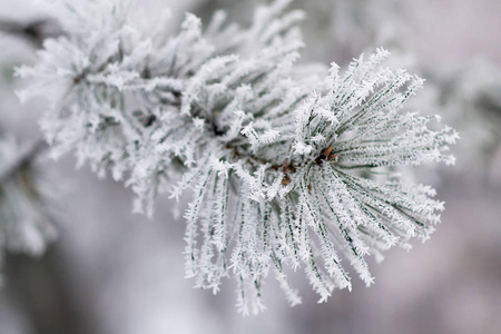 分支机构覆盖着雪