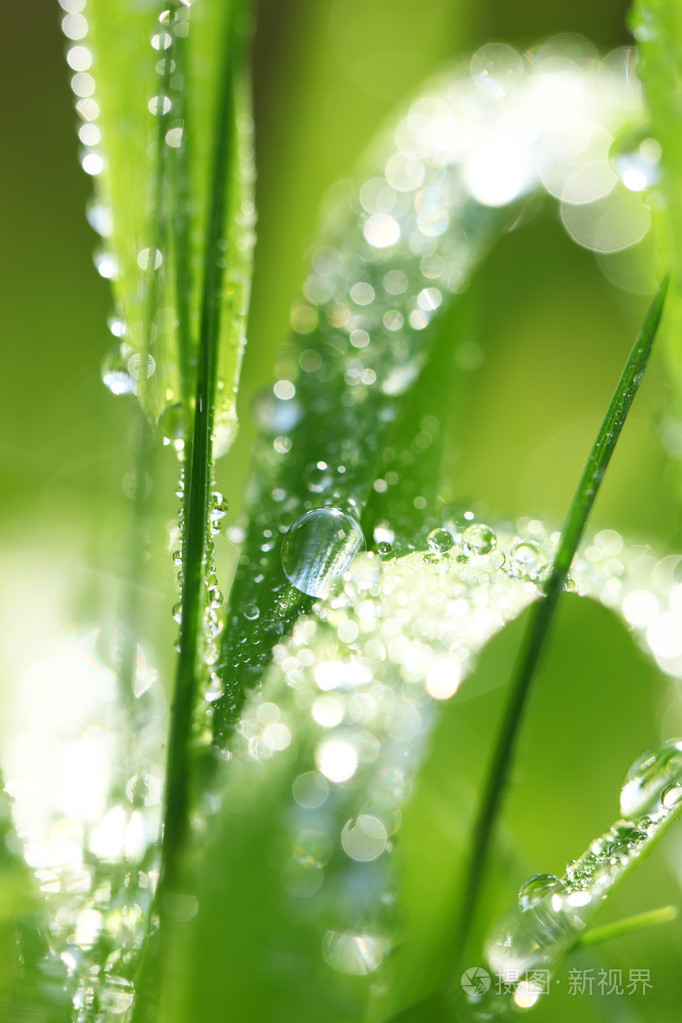 草露照片 正版商用图片030iup 摄图新视界