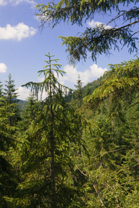 松树森林场景